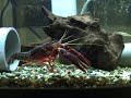 Redswamp Crayfish?????????????