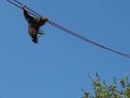 Orangutan Walk