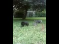 videos de Da bird fun with cats - 2