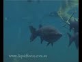 Freshwater fish of NSW Australia part 2 Freshwater fish of NSW Australia part 2