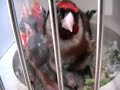 Darrrrek - breeding carduelis major 44