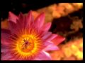 Nanma Allathonnum...[Cyril Noronha]
