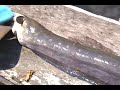 A Speared giant electric eel -huge TRAVEL TO THE AMAZON A Speared giant electric eel -huge TRAVEL TO THE AMAZON