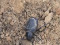 Pimelia sp. Tenebrionidae