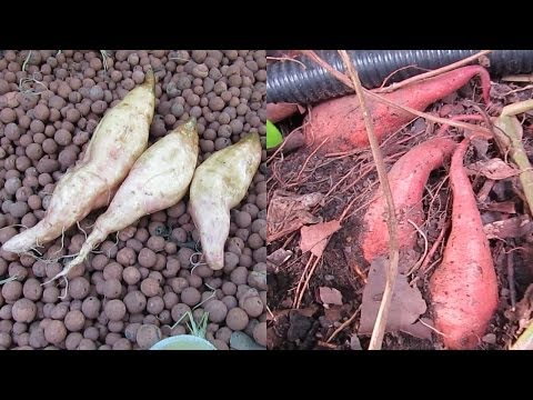 how to grow aeroponic potatoes