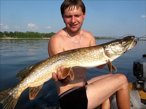 ловля в июне на рыбинке ловля в июне на рыбинке