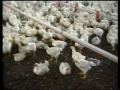 Vivre vite Mourrir jeune : l'élevage industriel de poulets