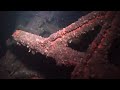 roy a jodrey wreck dive