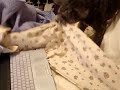 Spezi going crazy over Squeaky Deaky