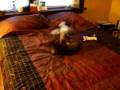 videos de Dogbook Movie: Myska and Tyrone