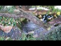 Yogananda's Gardens 2