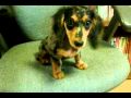 SHINee JongHyun's Pet 'Roo'