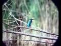 videos de Martin pescatore - Kingfisher