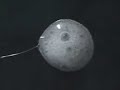 Alka-Seltzer added to sheat of water in microgravity