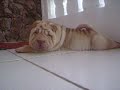 The  beautiful shar pei  pup