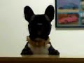 nana mi bulldog frances  atendiendo