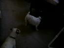 laser tag dogs 1 laser tag dogs 1