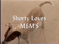 The Adventures Of Shorty The Jack Russell The Adventures Of Shorty The Jack Russell