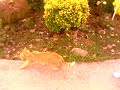 nabeela