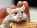extremely-funny-animals.html