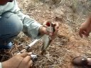 selamatkan haruan selamatkan haruan