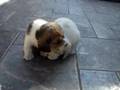 Dog Video Thumb