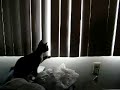 \"The Cats Poke Each Other!\"