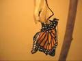 Monarch Butterfly Emerging