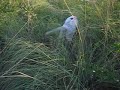 Bird smell