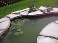 Fish Pond