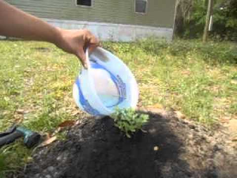 how to fertilize watermelons