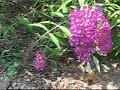 Hummingbird Moth Hummingbird Moth