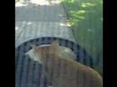 MonkeytheCat\ MonkeytheCat\