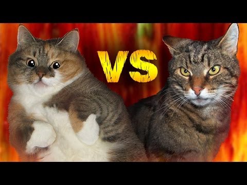 Cats fighting