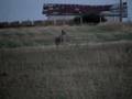 Mangy Coyote in my field