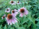 echinacea echinacea