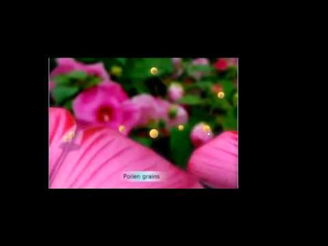 how to fertilize during flowering