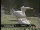 Pelican Eats Pidgeon