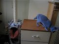 Russian Blue Kitten Playing on Cat Tree