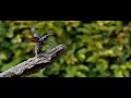Vliegend hert, Lucanus Cervus Vliegend hert, Lucanus Cervus