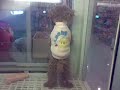 jumping puppy from Macao