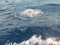 Venezuela Billfishing