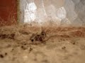 A morte da mosca, aranha marrom assassina..