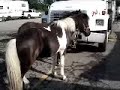 Kelly Miller Circus Animal Abuse PETA