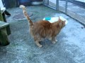 RSPCA blog