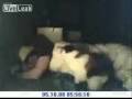 videos de Spanie z kotem