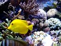 meu reef 
