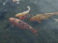 Koi Pool Meditation.wmv
