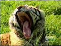 Save tigers