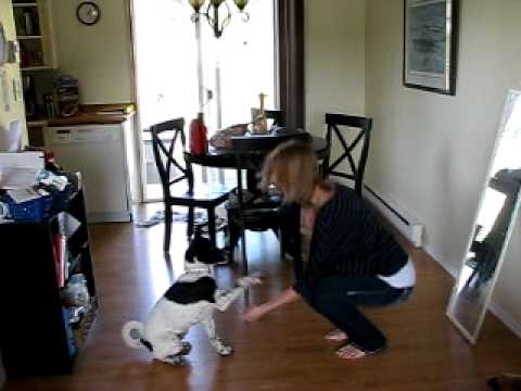 Cohen the Canaan Dog